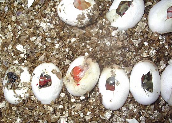 Puesta alterna 2.jpg