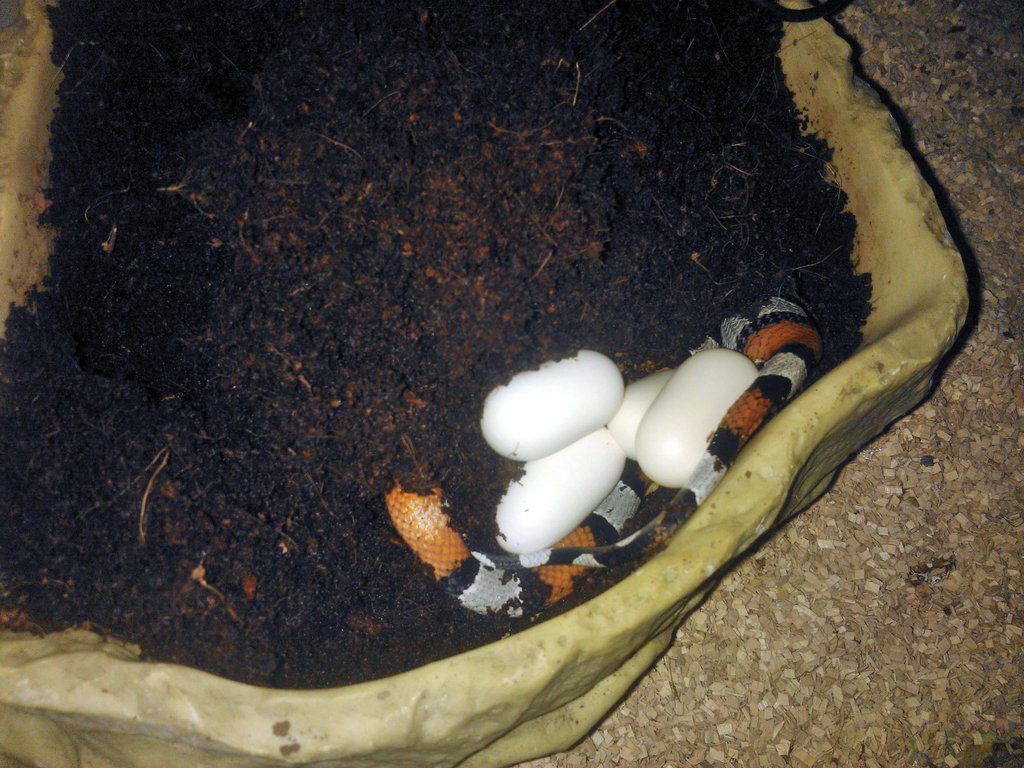 Puesta alterna blair