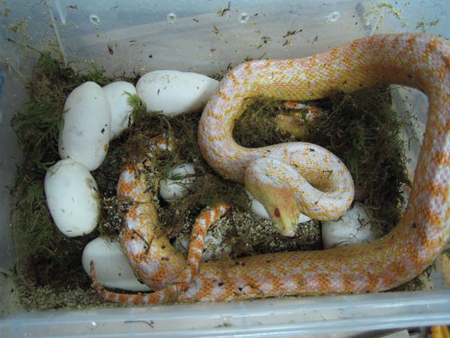 Puesta applegate 004.jpg