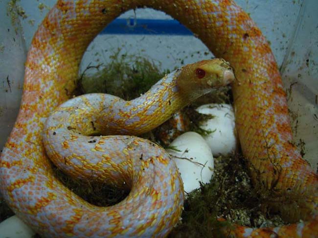 Puesta applegate 009.jpg