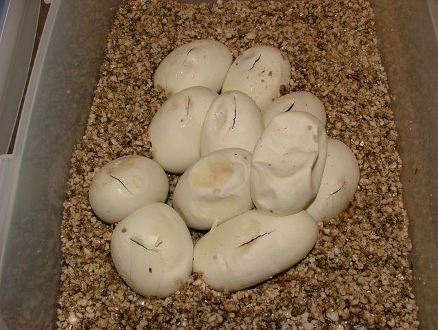 puesta cheiney [640x480].JPG