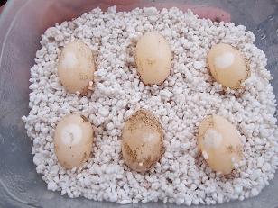 Puesta de Graptemys.JPG