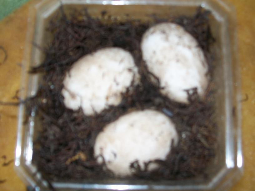 puesta elongata 001.jpg