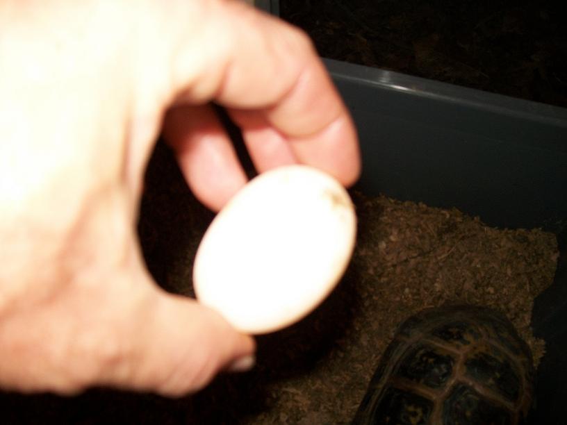 puesta elongata 002.jpg