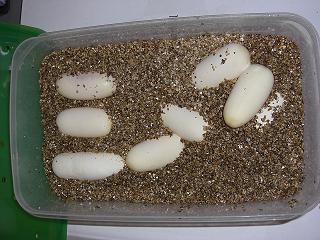 puesta final recipiente.jpg