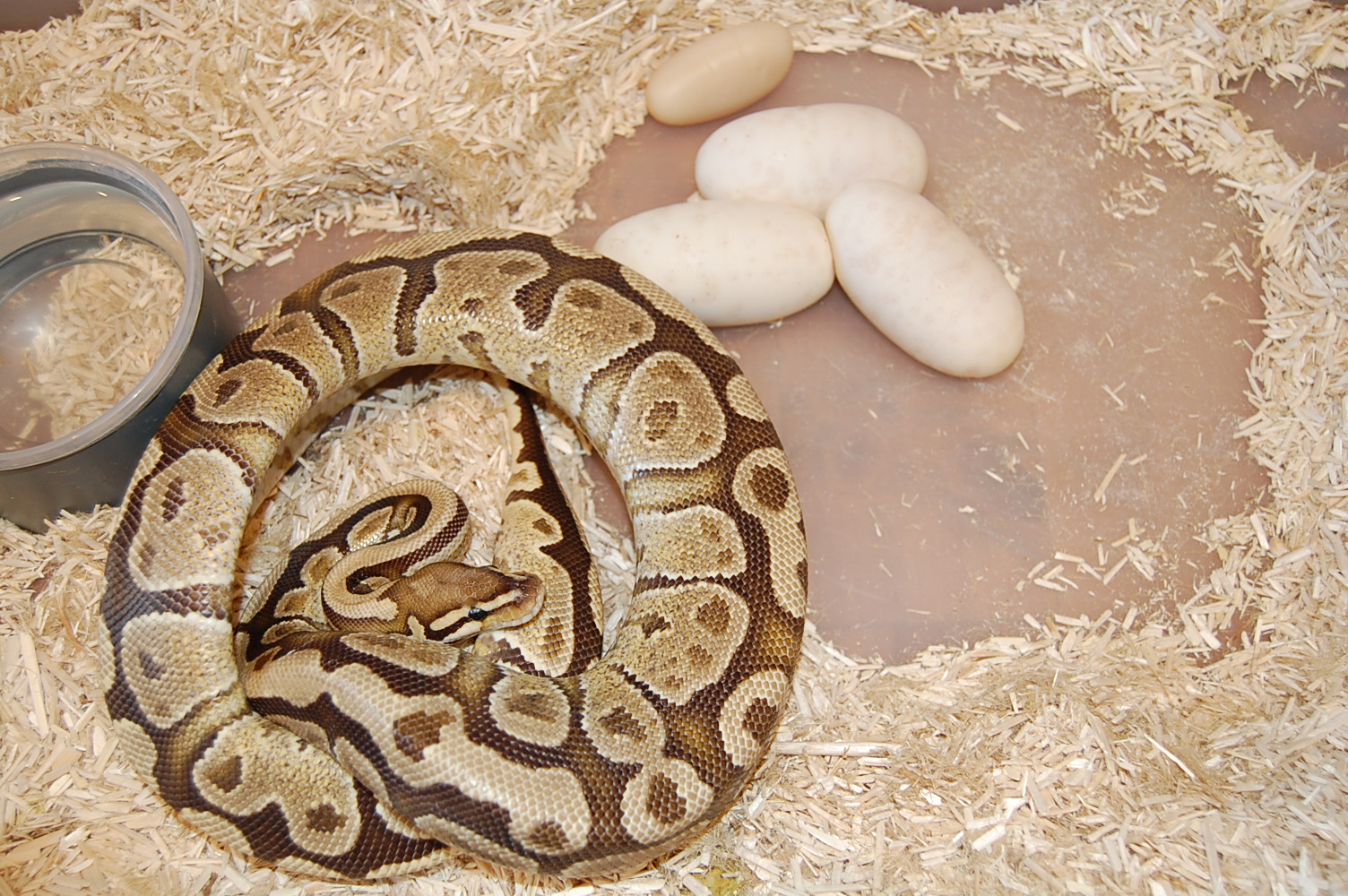 puesta fire 24-8-12 (4).JPG