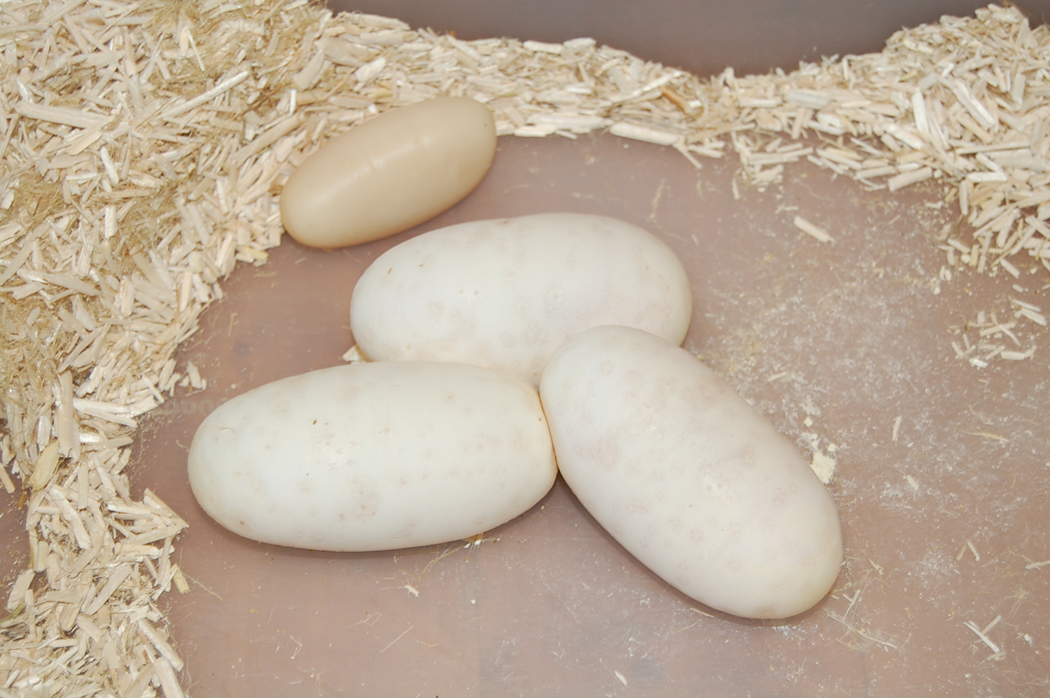 puesta fire 24-8-12 (5).JPG