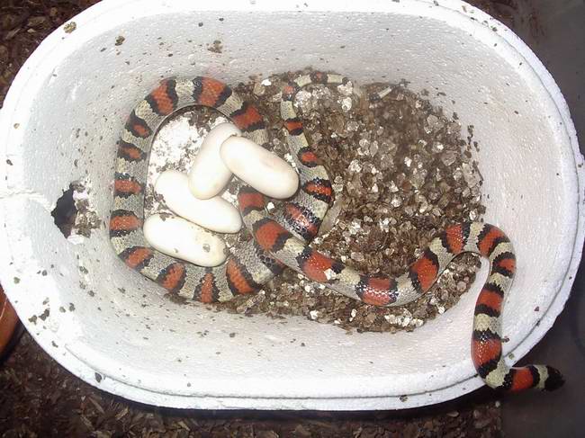 puesta gentilis 1.jpg