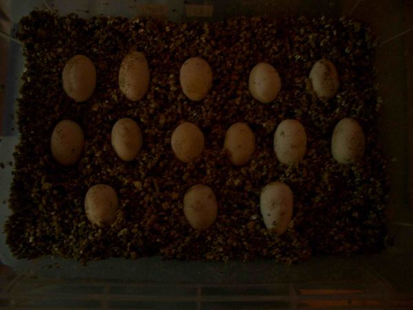 Puesta Heterodon Nasicus Kennerlyi 2007.jpg