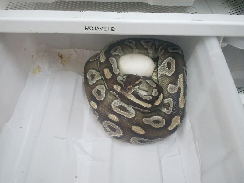 Puesta Hypo Mojave x Mojave H2 (2).jpg