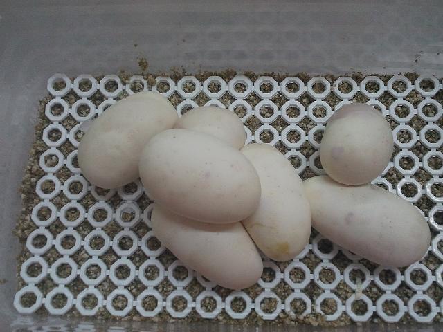 Puesta Hypo Mojave x Mojave H2.jpg