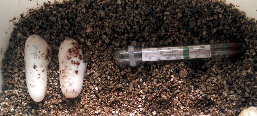 Puesta mexicana thayeri primeriza