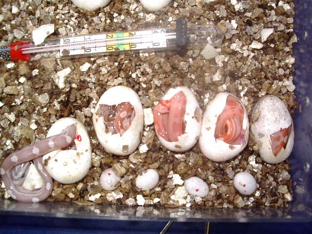 puesta motley hypo.jpg