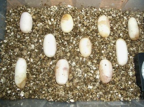 Puesta Nasicus 2006-2.JPG