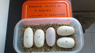 puesta nominal x lesserbee 2-06-2012 .2.jpg