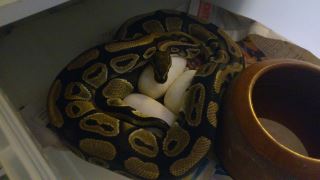 puesta nominal x lesserbee 2-06-2012.jpg