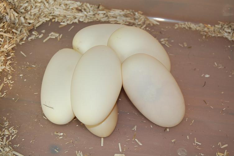 puesta pastel 1..jpg