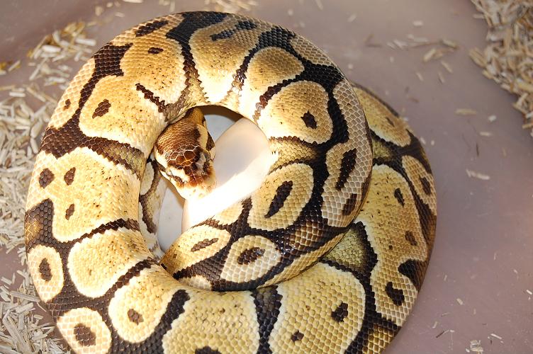 Puesta Pastel 4 . 26-6-2012 (2).jpg