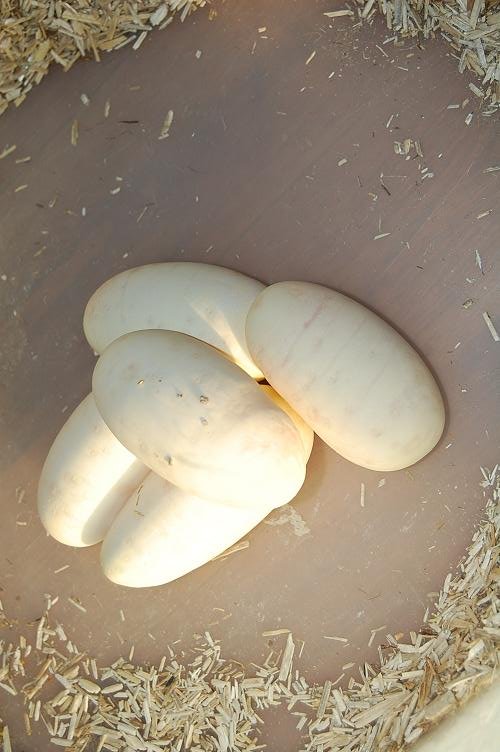 Puesta Pastel 4 . 26-6-2012 (4).jpg