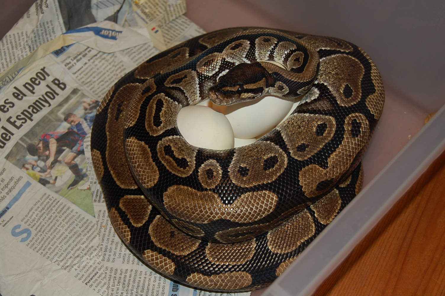 puesta pin x nom 4 - 23-7-2010.JPG