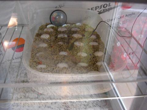 puesta pogona 13-3-09 incuvadora a.JPG