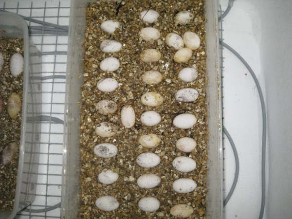 puesta por sorpresa.JPG