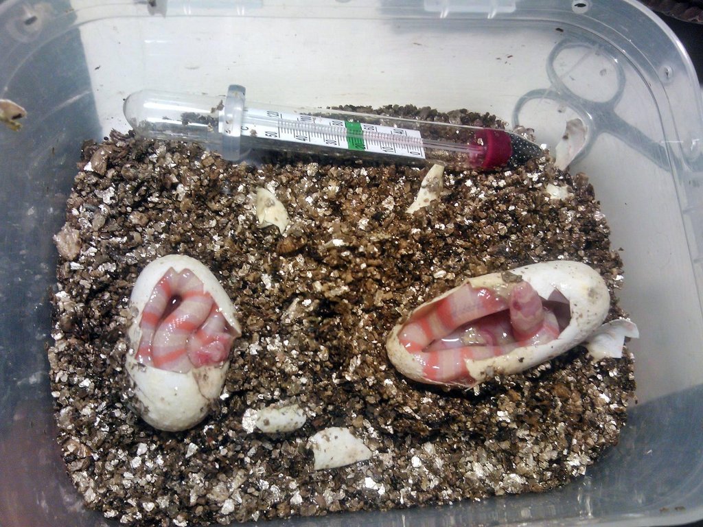 Puesta ruthveni albina