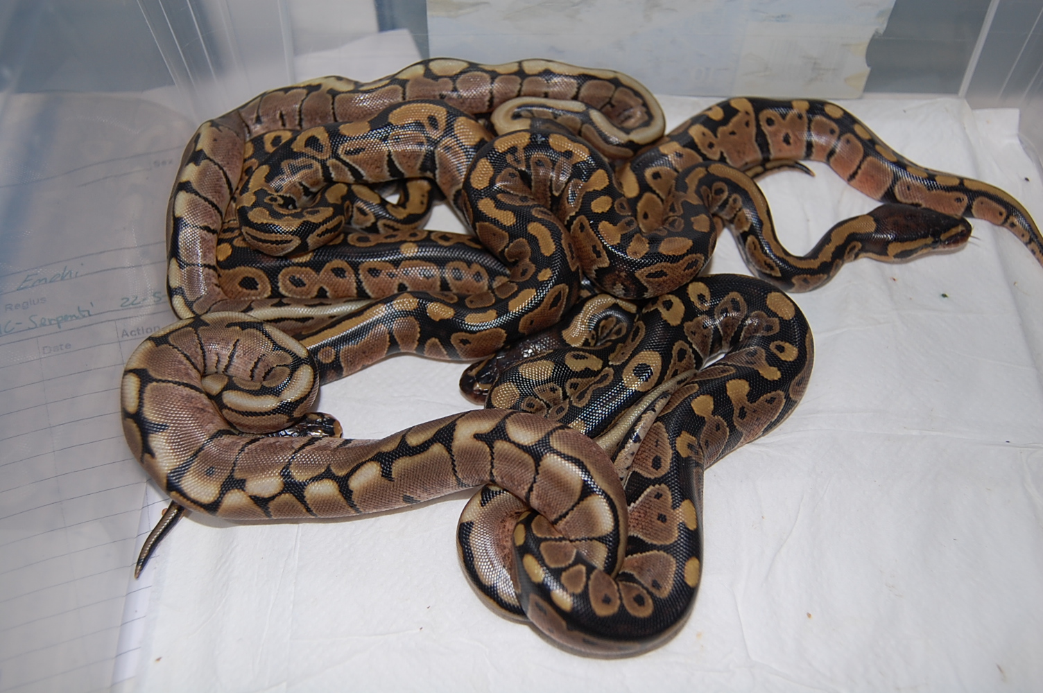 puesta spiders (2).JPG