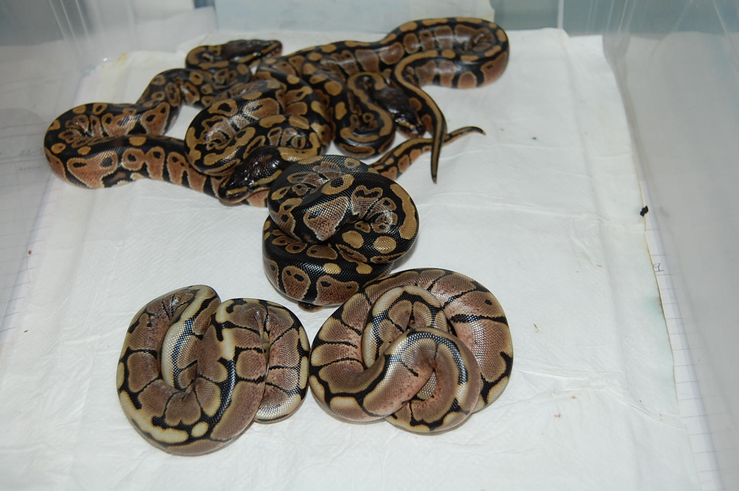 puesta spiders (5).JPG