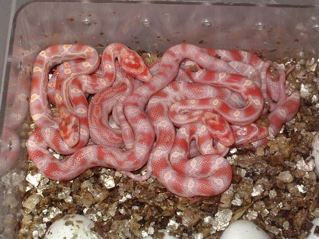 Puesta supercorns 2.jpg