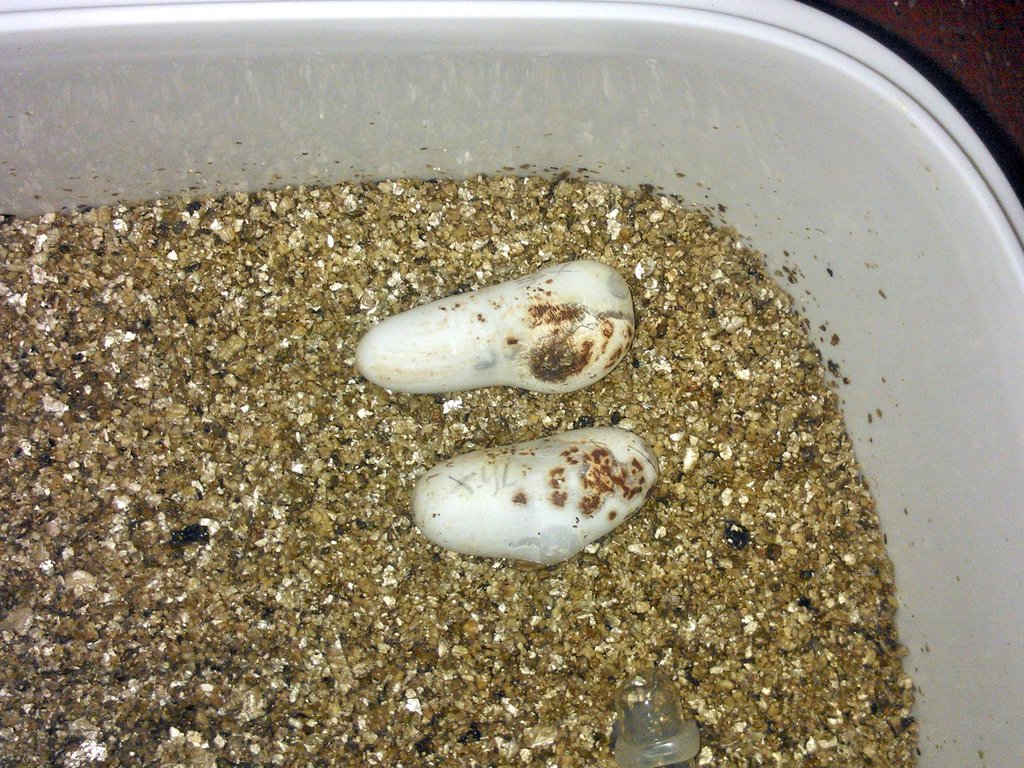 Puesta thayeri leonis