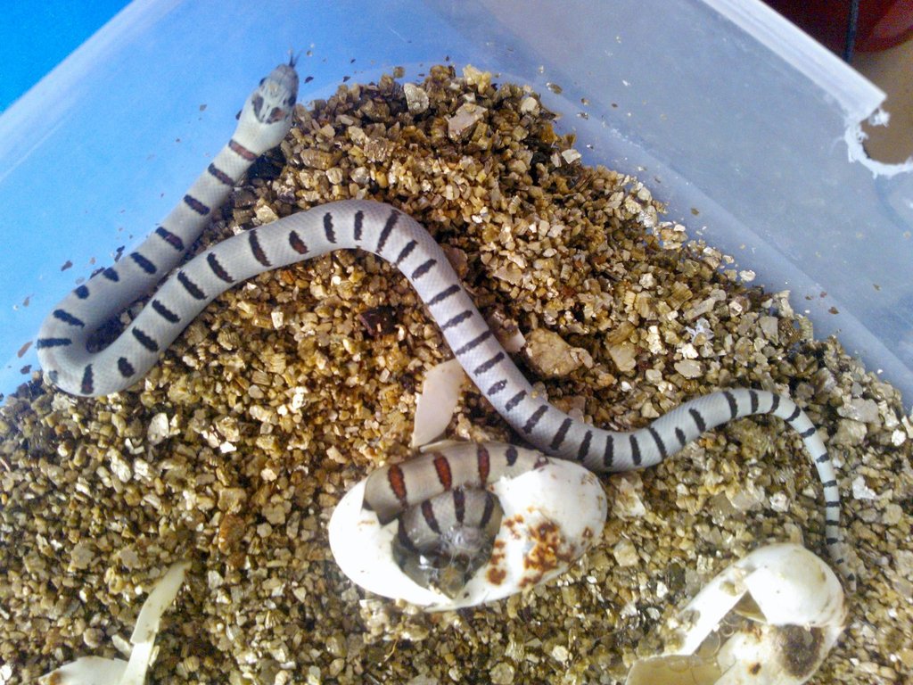 Puesta thayeri leonis