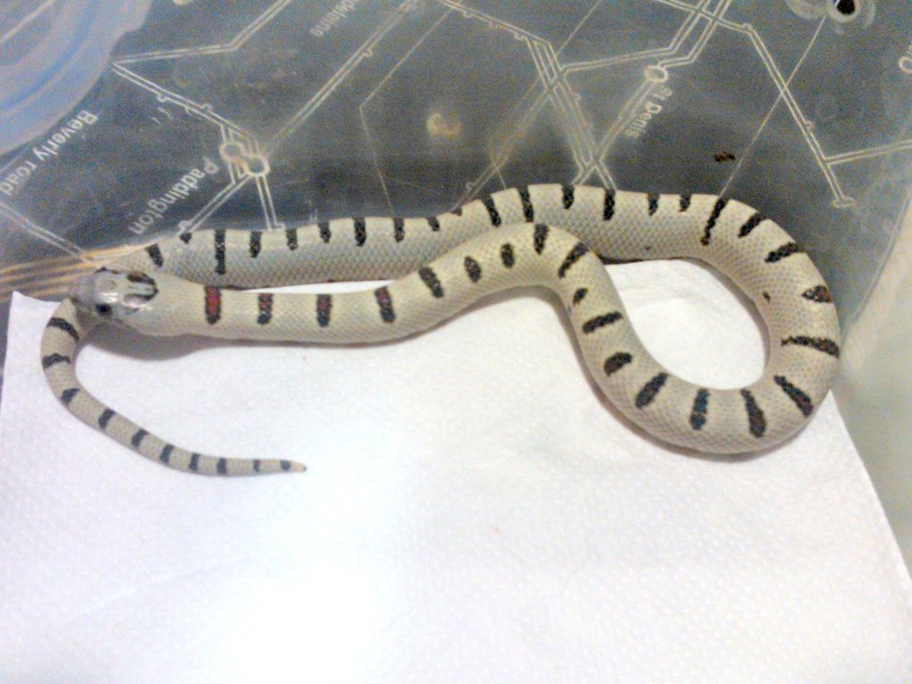 Puesta thayeri leonis