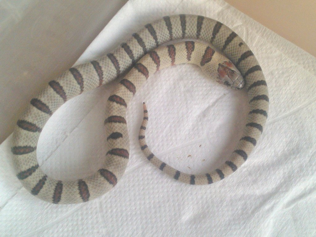 Puesta thayeri leonis