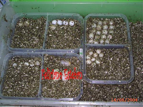 Puestas de Pelodiscus sinensis.jpg