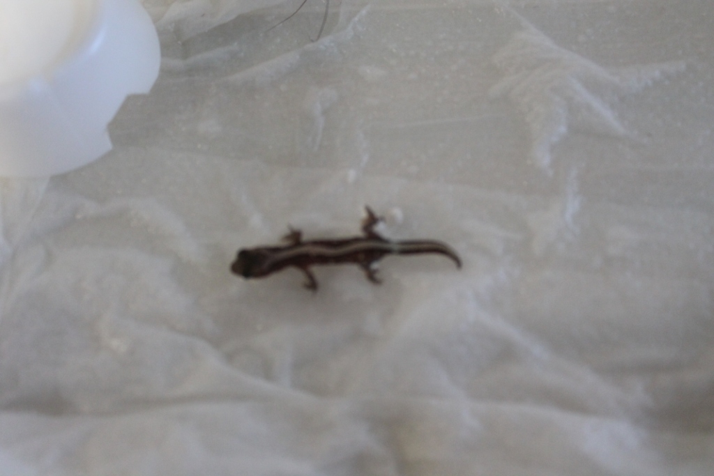 pulcher stripped (3).JPG