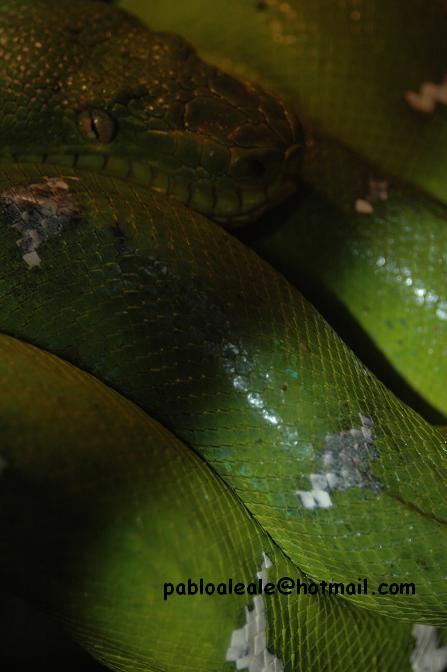 pulpo marciano 1.JPG