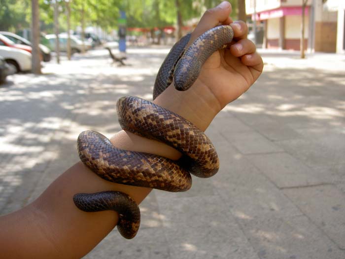 python calabar calabaria reinharditii.jpg