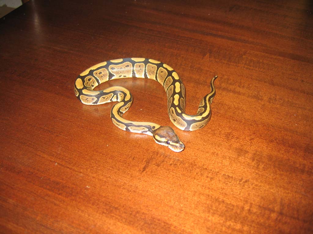 Python regius (1).jpg