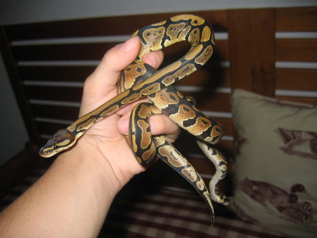 Python regius 4.jpg