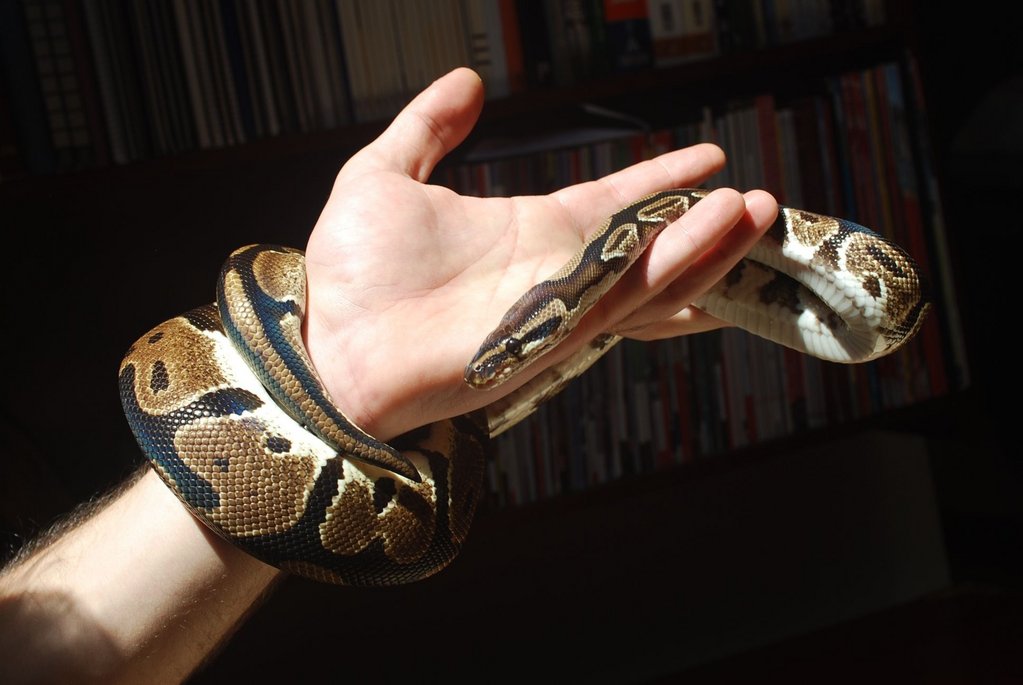 Python regius