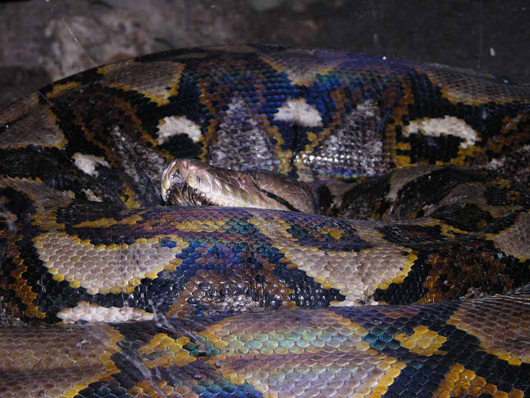 python_reticulatus.jpg