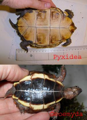 Pyxidea y Geoemyda.jpg