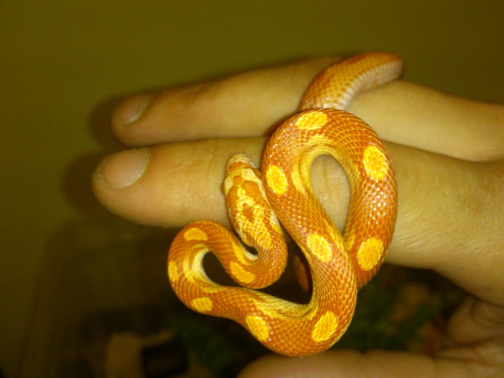 que os parece, tengo un dilema :(