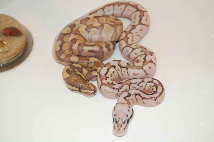 queen bee & enchi butter pastel (2).jpg