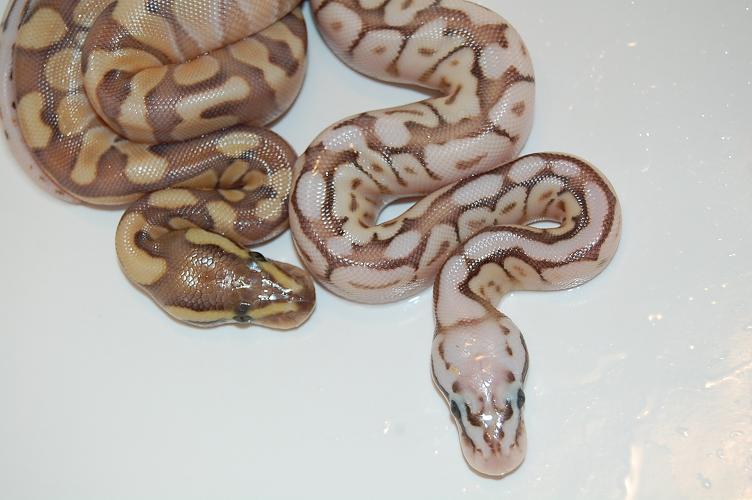 queen bee & enchi butter pastel (4).jpg