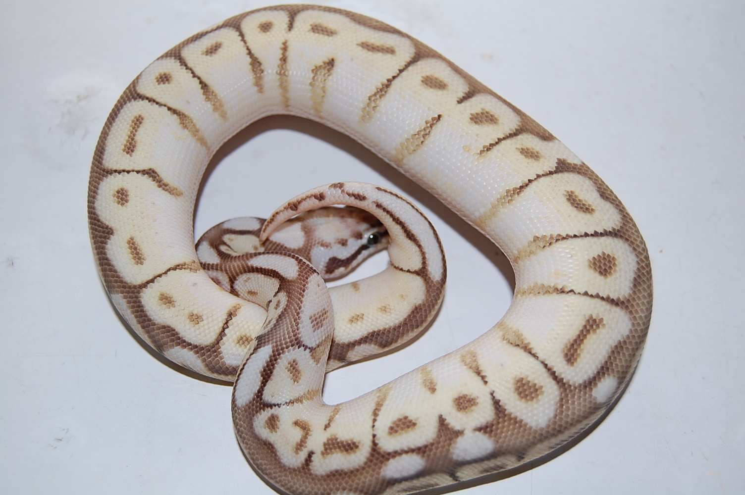 queen bee macho (2).JPG