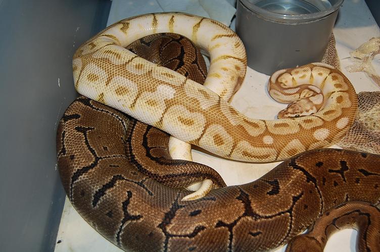 queen bee x pinstripe.jpg