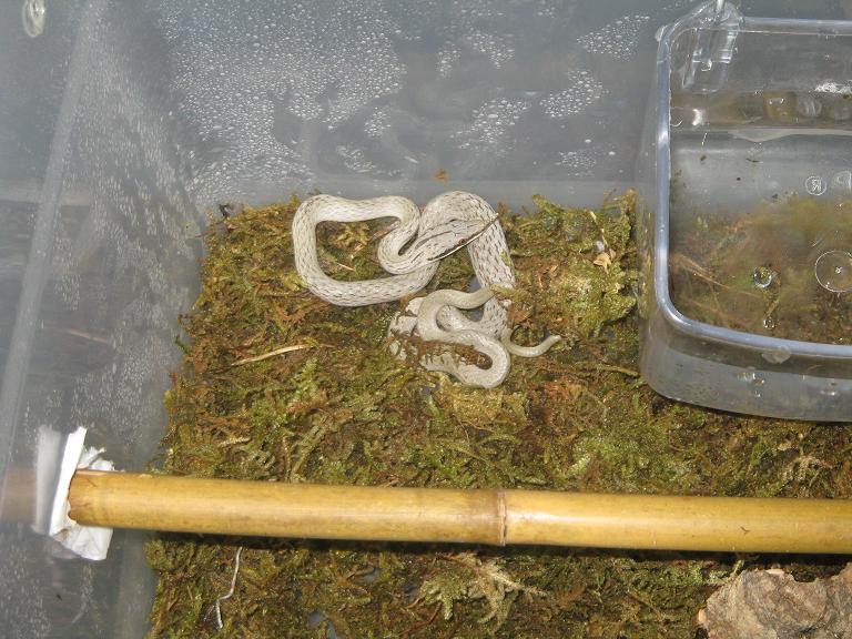 R.boulengeri macho.JPG