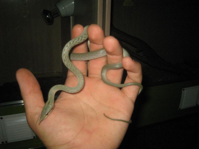 R.boulengueri macho 1.JPG